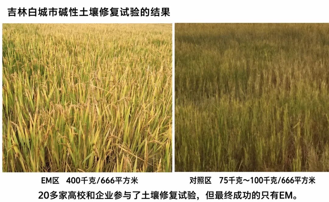 【配图3】吉林白城：成熟期EM区与对照区实景对比.jpg
