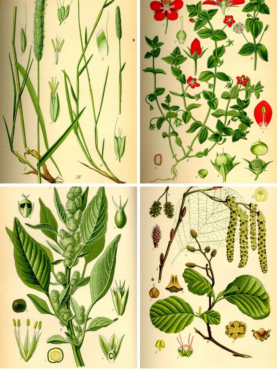 高清手绘花卉绿色植物图谱图鉴插画设计素材