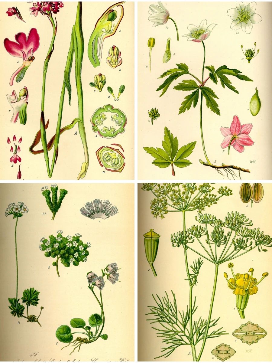 高清手绘花卉绿色植物图谱图鉴插画设计素材