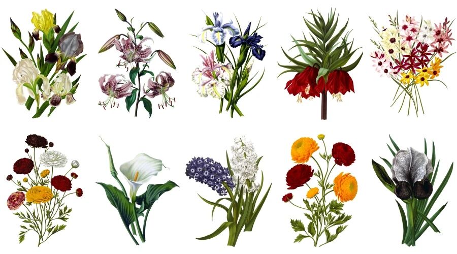 高清华丽复古彩绘花朵婚礼请柬包装免抠素材