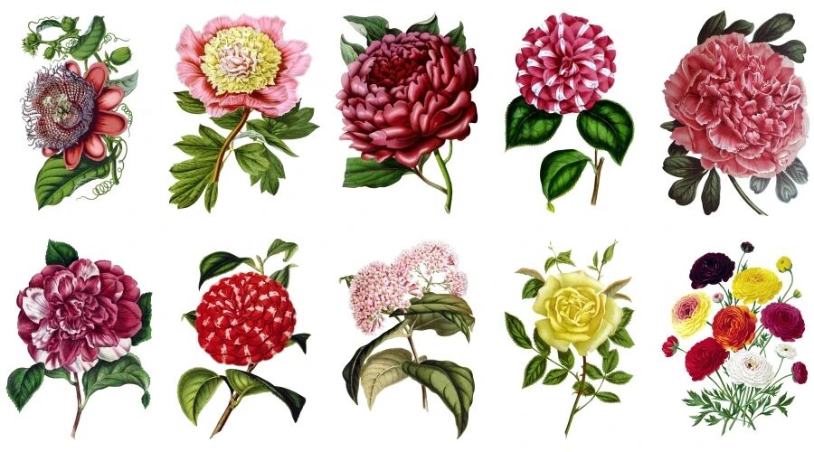 高清华丽复古彩绘花朵婚礼请柬包装免抠素材