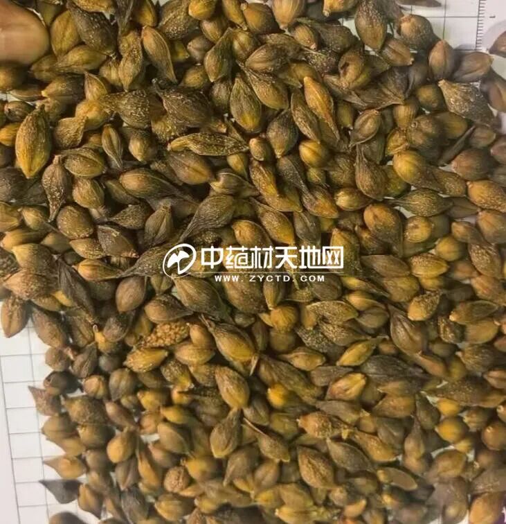 连翘神话归于平淡 进入成本博弈阶段