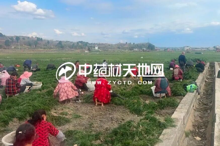 川麦冬市场深度分析：产能过增下的供需博弈与品质分化