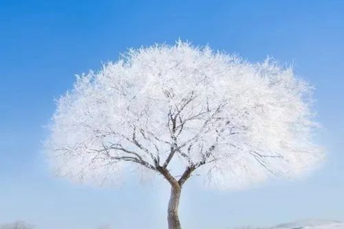 张仲景中药奶茶_张仲景催奶中药方子_张仲景乳腺增生中药方
