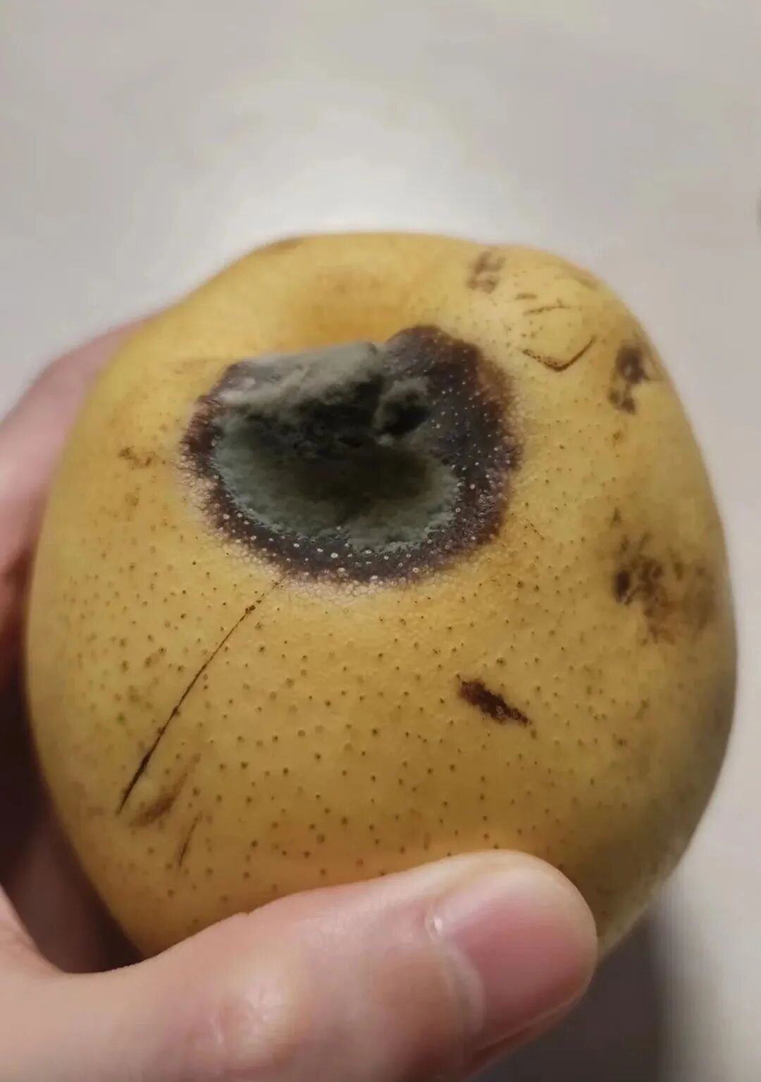 这些食品发霉立马丢掉