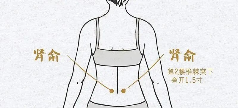 肾俞穴1.jpg