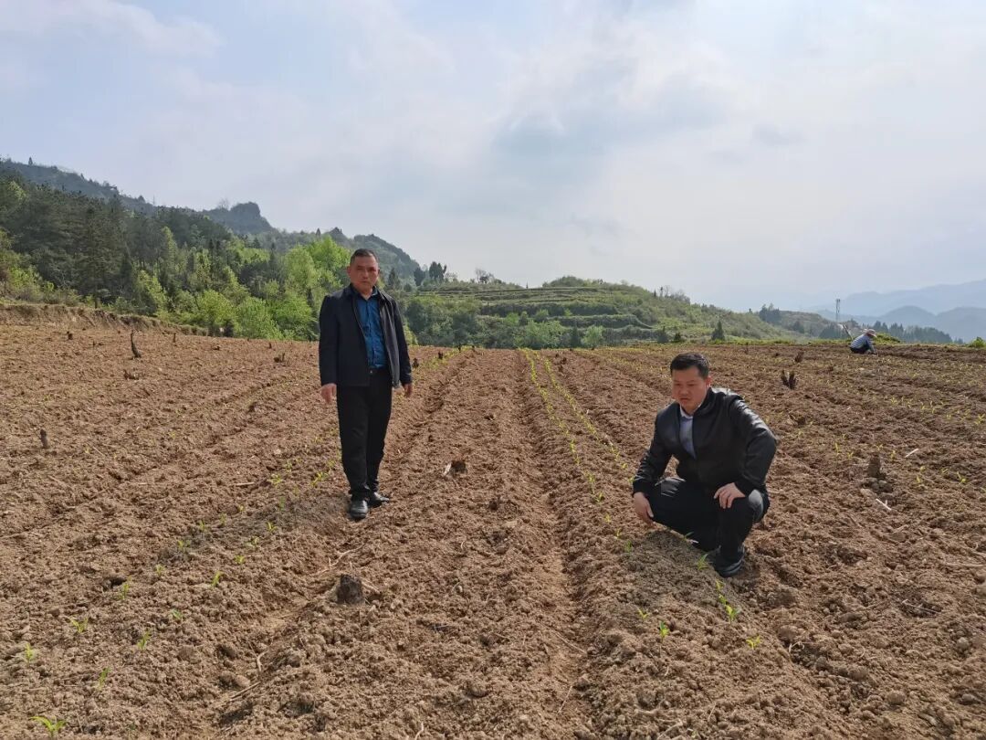 乡党委副书记,乡长郭继军到代山村指导3 2玉米大豆复合种植工作乡党委