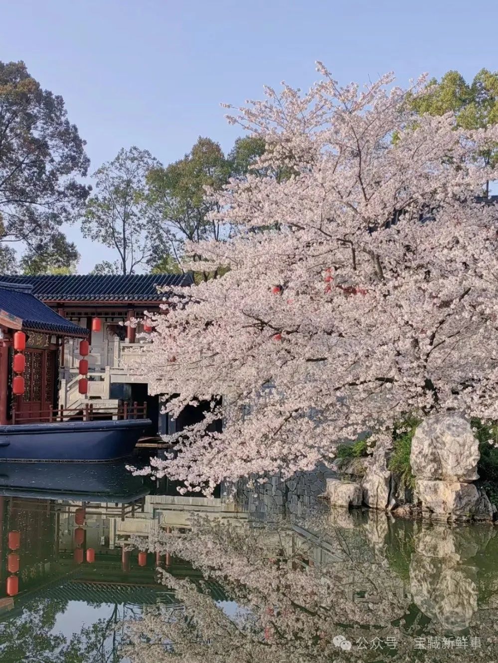 武大看樱花门票多少钱