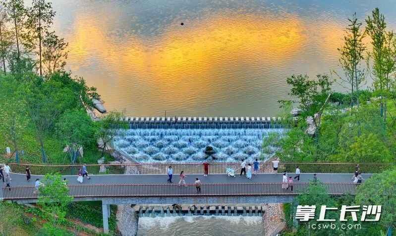 除了景观休闲功能，济川河湿地还具备防洪调蓄的用途。长沙晚报通讯员 彭红霞 摄