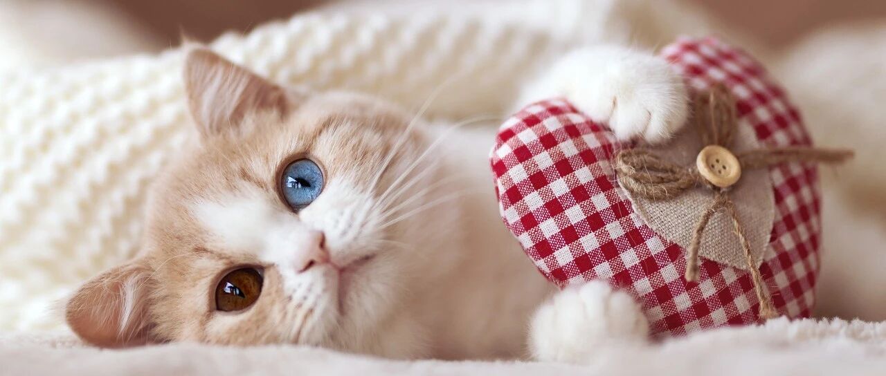 打败超级细菌的“新武器”，居然来自喵星人？