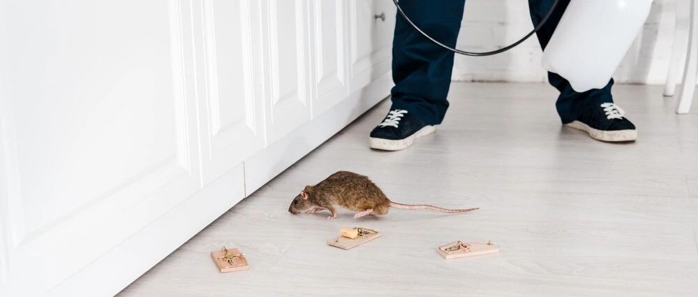 西安出现多例出血热患者！会人传人吗？