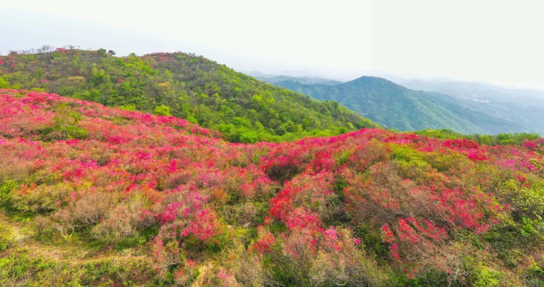 金寨县映山红图片