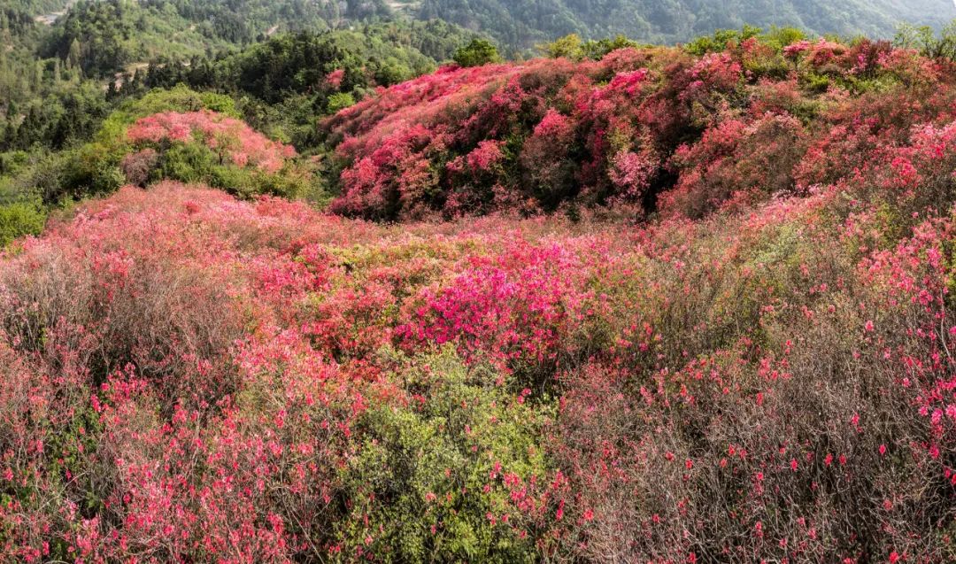 金寨县映山红图片