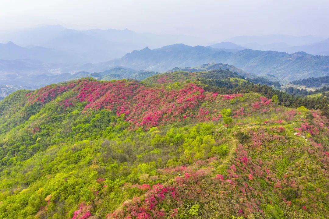 金寨县映山红图片