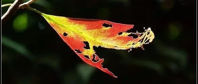 价值千金 SAP 固定资产预付难题的解决办法 - 封面图