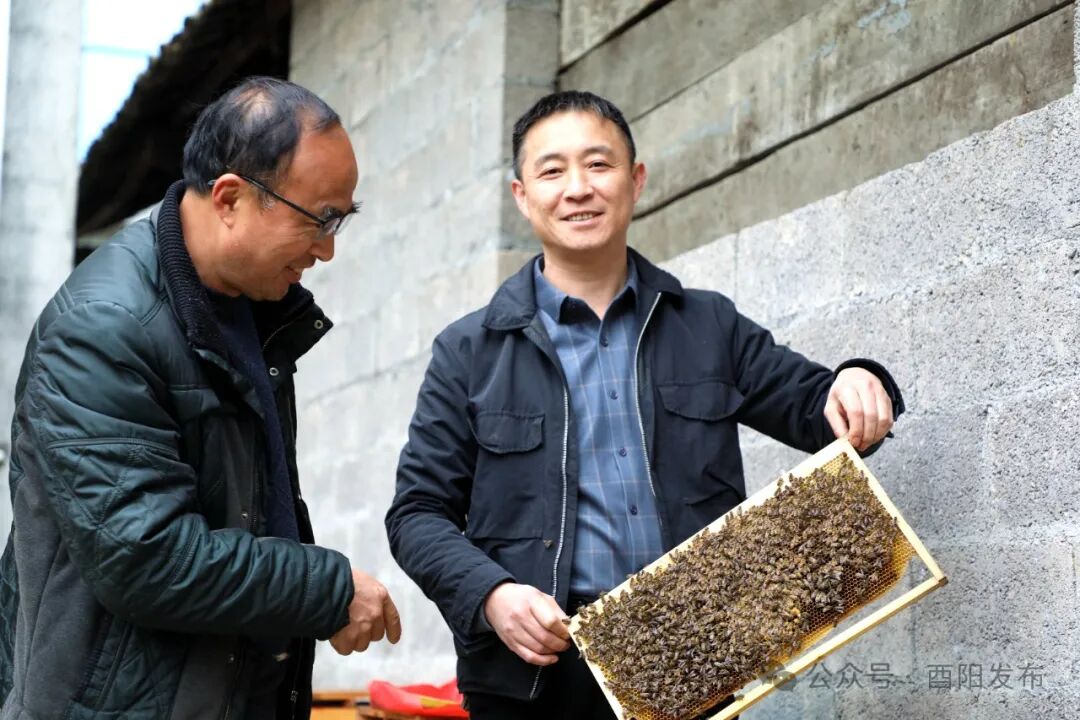 酿造酉阳800的甜蜜故事