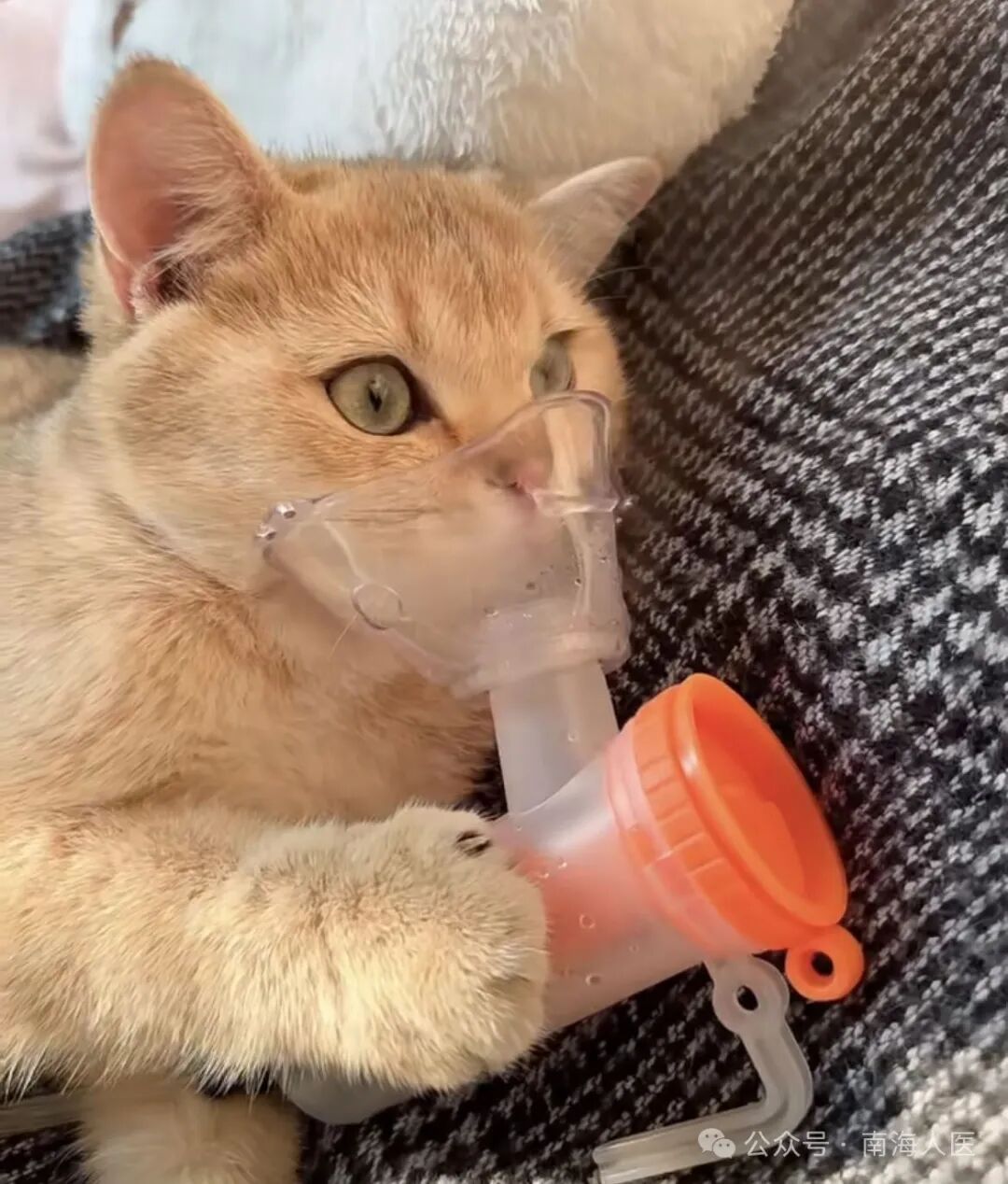 儿童雾化器怎么使用儿童居家雾化，做对几点事半功倍！_https://www.jmylbn.com_新闻资讯_第3张