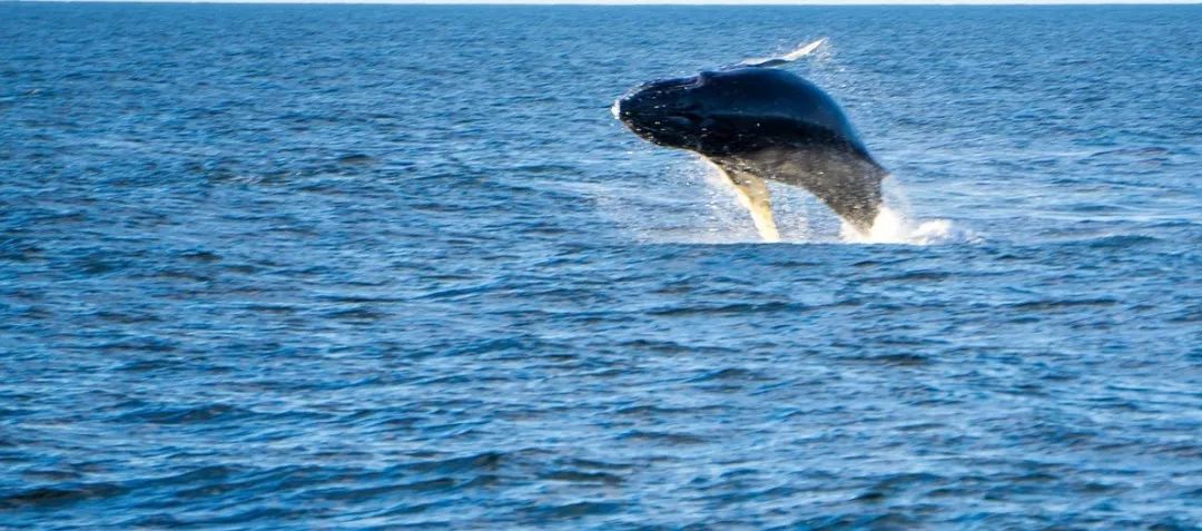 “比特鲸”灰度在2019年持续走动，预示着2020年或将有大变局？