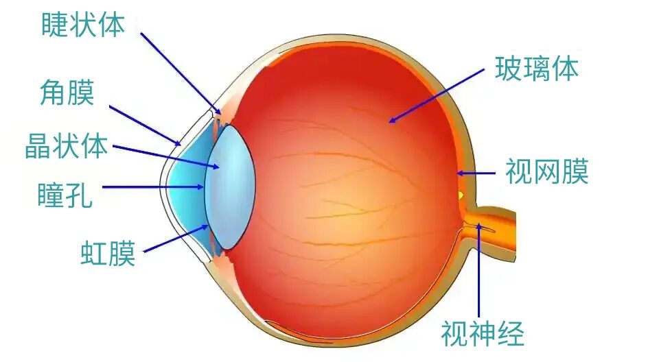 意大利眼科怎么样从意大利飞到杭州，眼睛突然看不见了……_https://www.jmylbn.com_新闻资讯_第7张