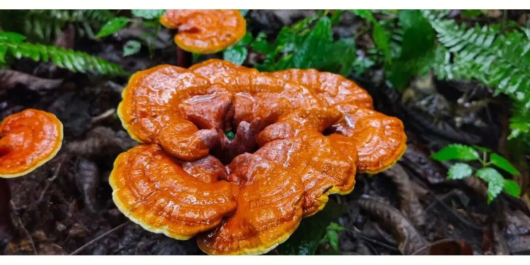 中药10大珍贵药材排名，你认识几个？