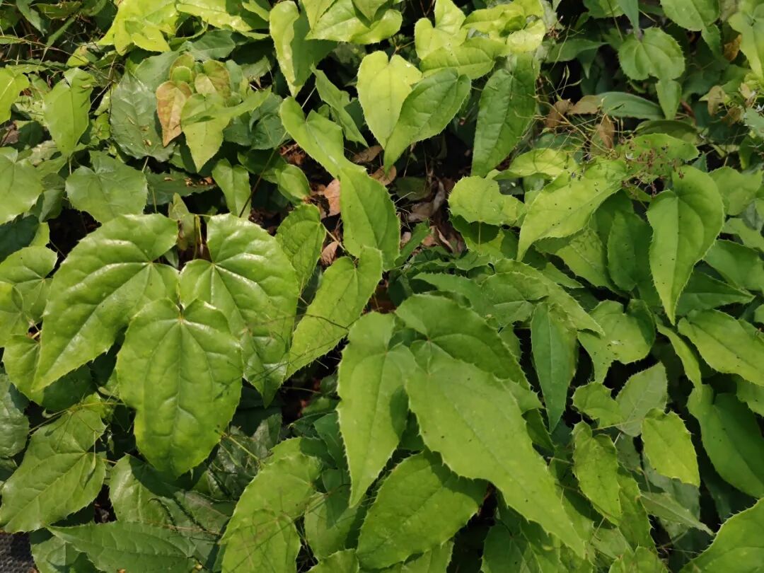 五通桥:"多点开花" 黄花梨走岀创收新路