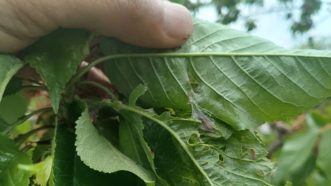 吡虫啉没效果？换它！一瓶药管200种虫 持效30天