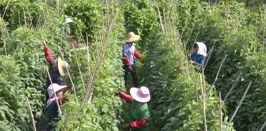 目前,種植百香果,時蔬等農產品9萬餘畝,年產值600萬元.