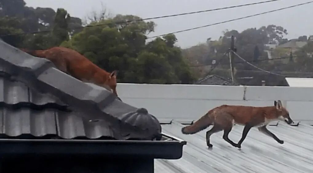 墨尔本狐狸泛滥，内城区和CBD成“重灾区”！大白天四处游荡，大量宠物被咬死_搜狐网