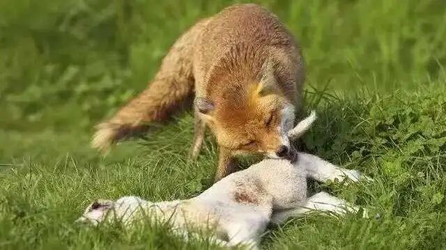 墨尔本这种动物泛滥，杀一只奖励10澳元！猎人：给太少....