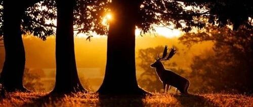 肝硬化检查腹腔穿刺在诊断中的作用