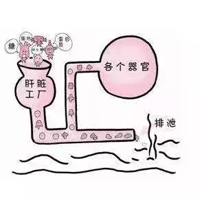 肝臟B超檢查結果常見術語解析 健康 第4張-尋夢健康 肝臟B超檢查結果常見術語解析 健康 第4張