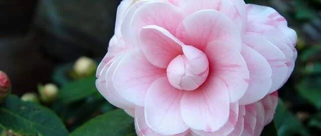 乙肝抗病毒药物恩替卡韦的日常注意事项