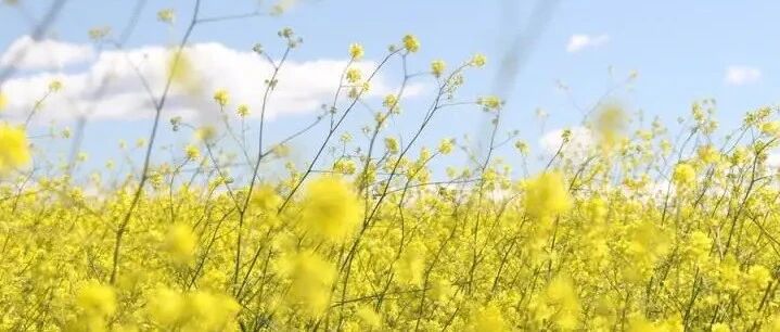 脂肪肝到肝癌只要4步  4招甩掉脂肪肝