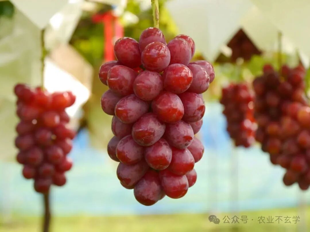 氮是植物生长的关键因素：了解植物如何吸收氮