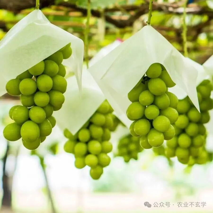 氮是植物生长的关键因素：了解植物如何吸收氮