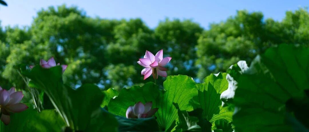 中伏是除病根的绝佳时机，记住这些要点，帮助防病养生！