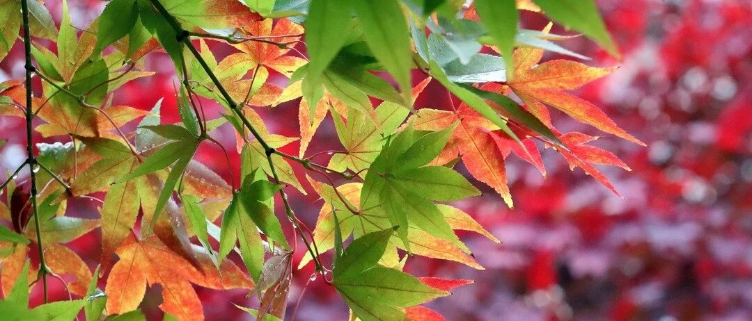 今日立秋，养生要点