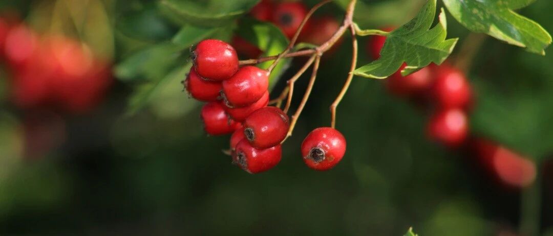 今天入伏啦，别做这7件事，伤心伤脾又伤肺！