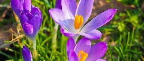 每天按摩此处5分钟，帮助调理你的颈椎病、气管炎，方便易学