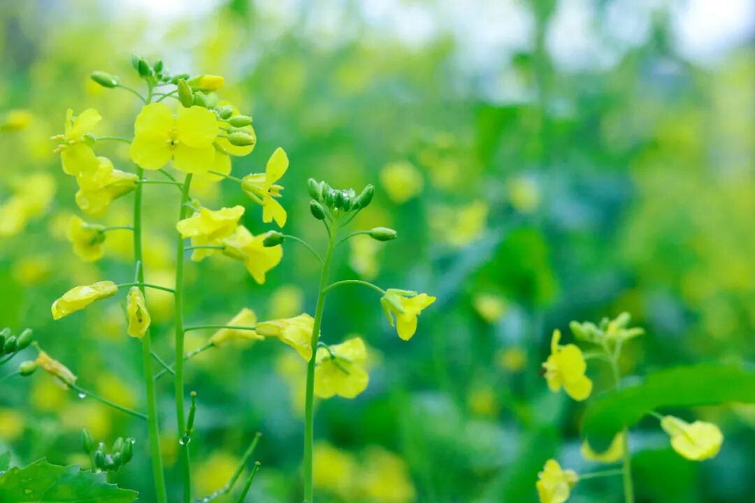 2020三伏時間表！最易生病的40天快來了，不論男女都要這樣做 健康 第2張