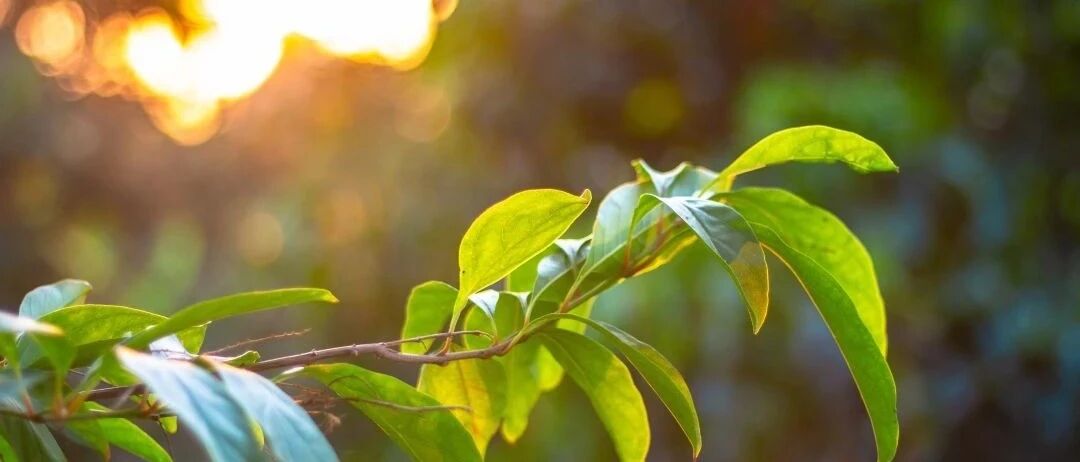 筋长一寸，寿延十年，专家教您解“筋结”！