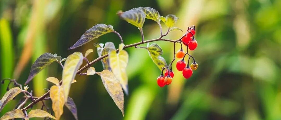 五脏有好恶：肝怕堵，心怕累，脾怕冷……究竟该怎么养五脏?