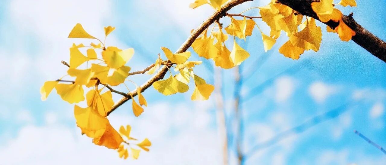 气为阳，血为阴！秋季补气血，年轻又健康！