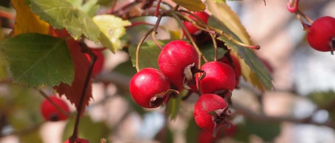 它是“果中玛瑙”：降三高，消积食，还能预防骨质疏松！一定要用对