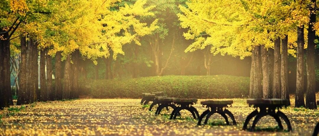 秋季养生先养肺，“养肺秘籍”送给你