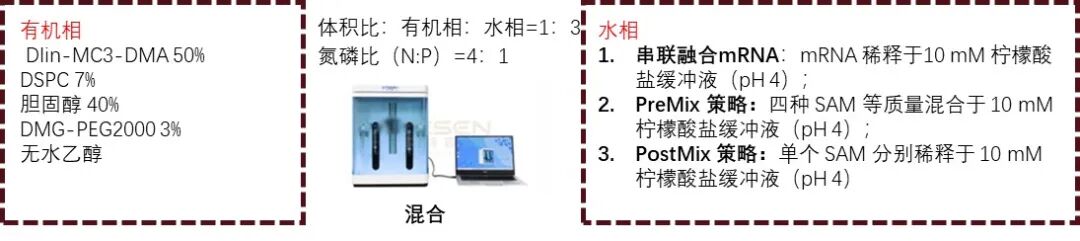 一种自扩增mRNA疫苗的模块化设计，用于针对B型脑膜炎奈瑟菌的多价免疫