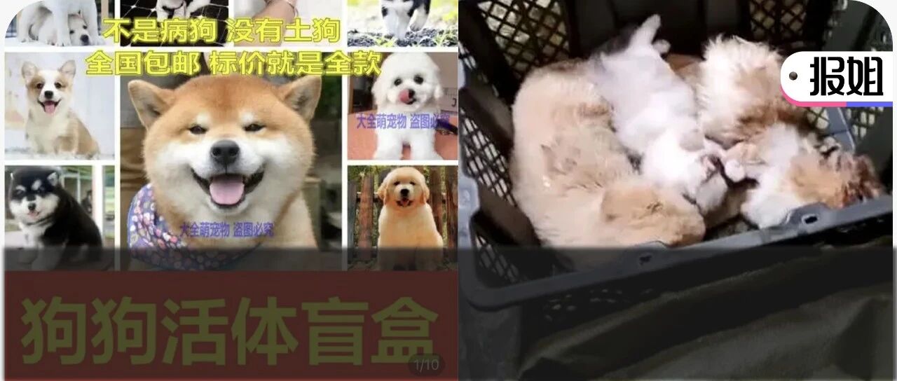 疯了!国内“宠物盲盒”狂卖，大批幼猫幼犬被塞箱活活憋死…