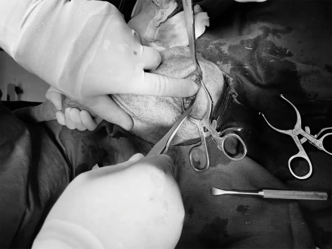 动物拍片腹部怎么摆【病例分享】犬-外科-股骨头切除术_https://www.jmylbn.com_新闻资讯_第21张