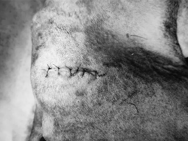 动物拍片腹部怎么摆【病例分享】犬-外科-股骨头切除术_https://www.jmylbn.com_新闻资讯_第28张