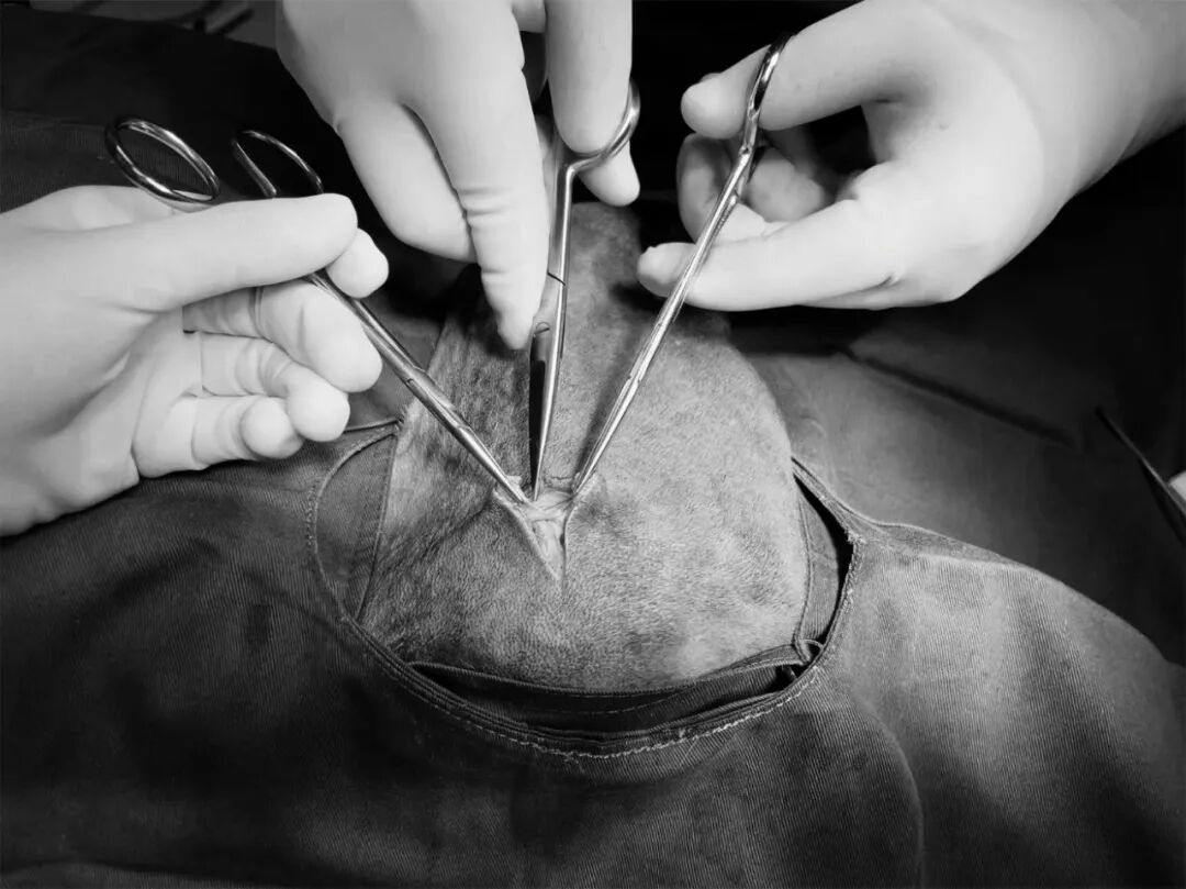 动物拍片腹部怎么摆【病例分享】犬-外科-股骨头切除术_https://www.jmylbn.com_新闻资讯_第18张